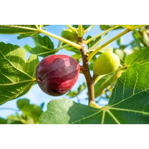 いちじく ドライフルーツ 1kg 世界美食探究...の詳細画像3