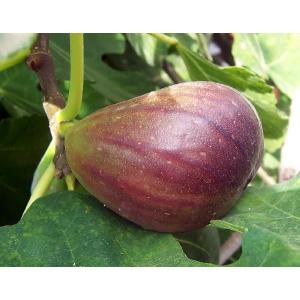 世界美食探究 トルコ産 無添加ドライいちぢく 12 5ｋｇ Pymr Go Th