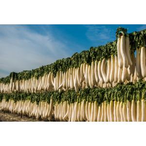 千切大根 30g 宮崎県産 天日干し 乾物屋の...の詳細画像4