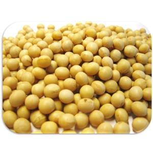中粒大豆 1kg まめやの底力 北海道産 大豆...の詳細画像1