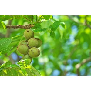 クルミ 生 2kg 世界美食探究 アメリカ産 ...の詳細画像4