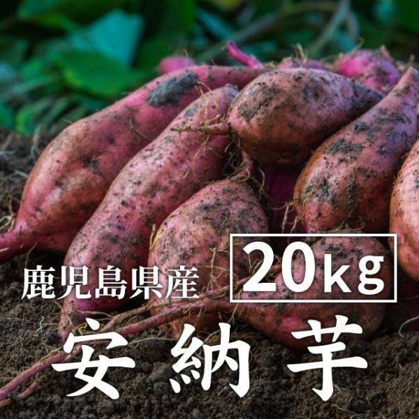 さつまいも 安納芋 20kg 土付き生芋 大小サイズ混在 鹿児島県産 安納いも あんのう さつま芋 ...