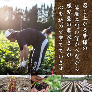 安納芋 ベビーサイズ 5kg (4.5kg+保...の詳細画像5