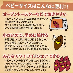 さつまいも 紅はるか ベビーサイズ 土付き 5...の詳細画像3