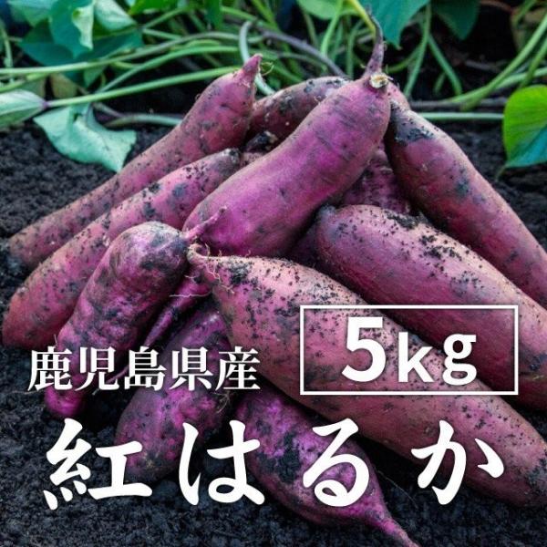 さつまいも 紅はるか 5kg （土付き・大小サイズ混在） 2025年産長期熟成 鹿児島県産 べにはる...