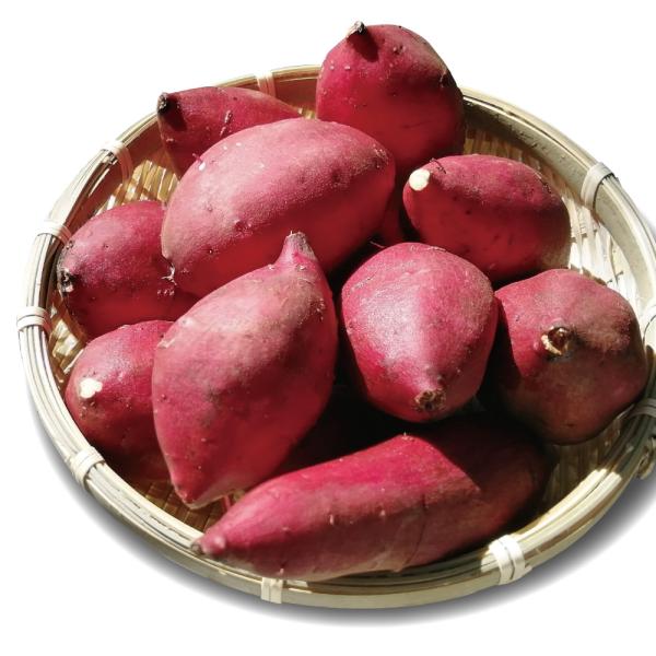 2023年新物 さつまいも シルクスイート ベビーサイズ 3kg (2.5kg+保証分500g) 土...