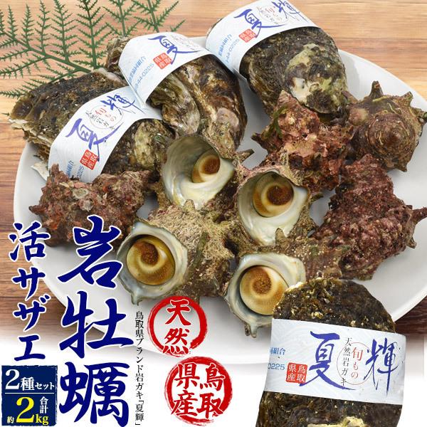 天然岩牡蠣 夏輝 活サザエ 詰め合わせ セット 殻付き 活き ギフト