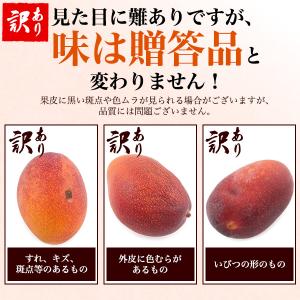 訳あり 宮崎県産 マンゴー 4Lサイズ 2玉入...の詳細画像5