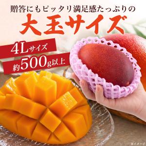 宮崎県産 マンゴー 特大 4Lサイズ(約500...の詳細画像1