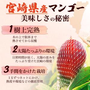 宮崎県産 マンゴー 特大 4Lサイズ(約500...の詳細画像2