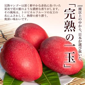 宮崎県産 マンゴー 特大 4Lサイズ(約500...の詳細画像3