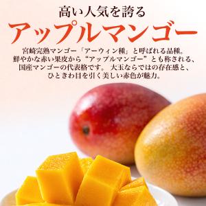 宮崎県産 マンゴー 特大 4Lサイズ(約500...の詳細画像5