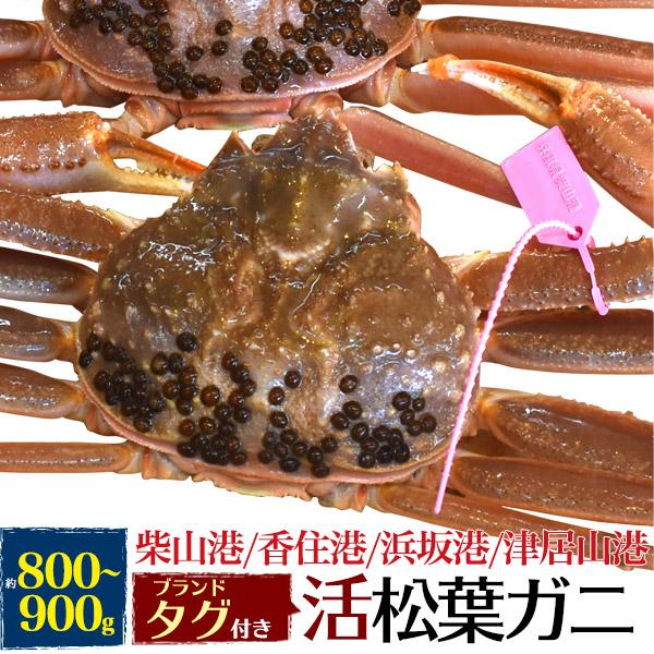 兵庫県産 松葉蟹 活き 生 松葉ガニ 1杯 800g〜900g ブランドタグ付き 国産 極上 生ガニ...