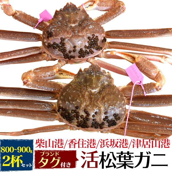 2杯セット 兵庫県産 松葉蟹 活き 生 松葉ガニ 800g〜900g×2匹 ブランドタグ付き 国産 ...