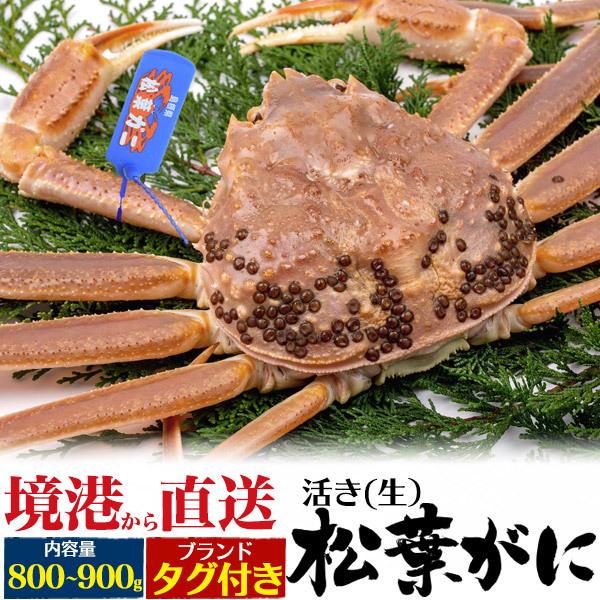 松葉蟹 生蟹 松葉ガニ 活き 1杯 800g〜900g  山陰産ブランドタグ付き 国産 生 蟹 姿 ...