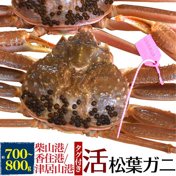 国産 生 松葉ガニ 活き 1杯 (700g〜800g)  兵庫県産 ブランドタグ付き 極上 生姿 活...