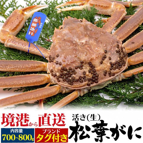 松葉蟹 活き 生 松葉ガニ 1杯 700g〜800g 山陰産ブランドタグ付き 極上 国産 生ガニ 生...