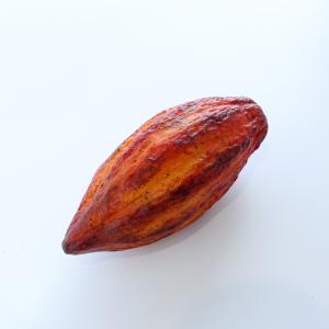 超レア特大赤いカカオポッド 生カカオの実 特大25cm 食べられない カカオ ポッド カカオの実 ダークブラウン 食品サンプル