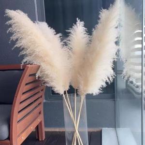 ドライフラワー 花材 白 ビッグテールリード ...の詳細画像3