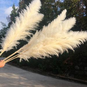ドライフラワー 花材 白 ビッグテールリード ...の詳細画像5