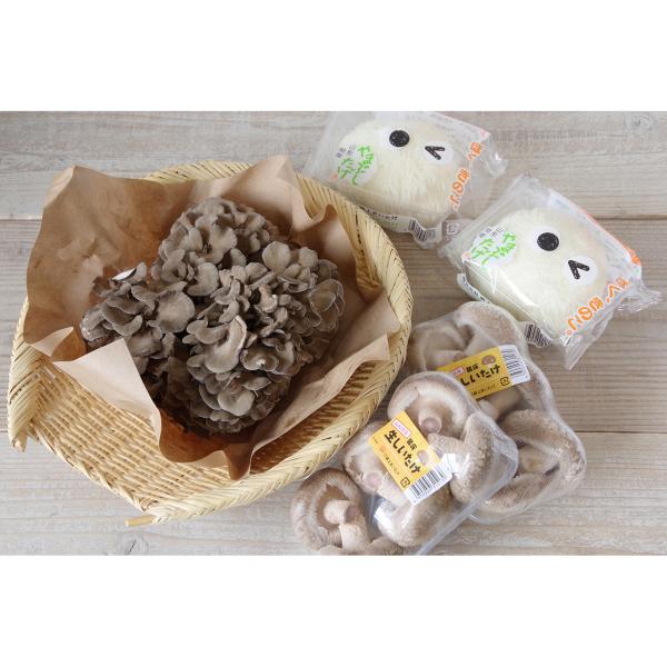 高級きのこ3種詰合せ（舞茸・舞茸・山伏茸） 山形県鮭川村 産地直送