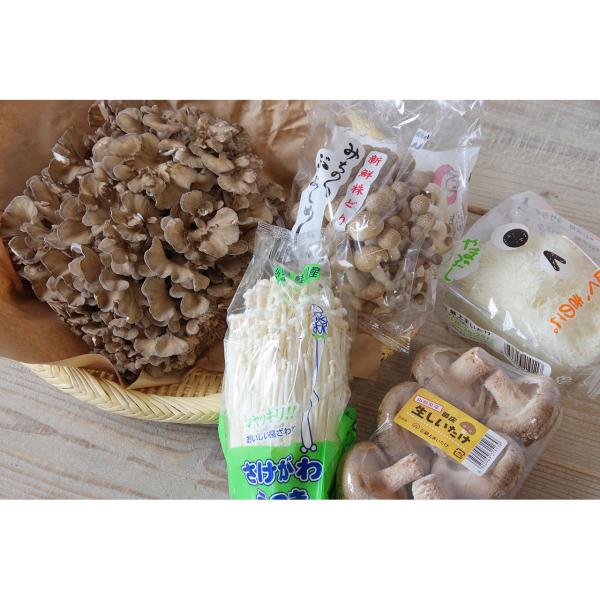 高級きのこ5種詰合せ（舞茸・椎茸・山伏茸・えのきたけ・ぶなしめじ） 山形県鮭川村 産地直送