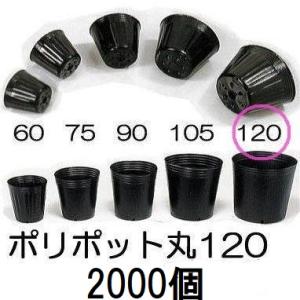 (2000個入特価) ポリポット 12cm ポリ鉢 (スベールポット) 黒丸 120 底穴1 口径1...