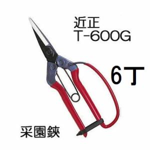 (徳用6本セット) 近正 菜園鋏 (采園鋏) T-600G ガード付き 大型摘果鋏 園芸鋏 本職園芸はさみ チカマサ (ネコポス)　zm
