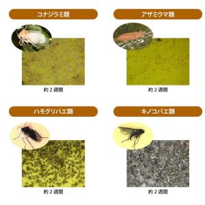 (2台セット) スマートキャッチャーII CL...の詳細画像3