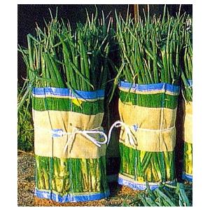 (徳用20枚セット) マキマキ  60×125cm (ダンポールR 8本入) 宇部エクシモ (日本製...