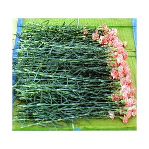 50枚セット特価) マキマキ 90×150cm (ダンポールR 6本入) 宇部エクシモ