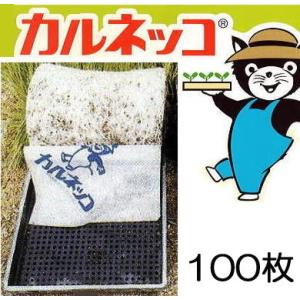 Kazu-K さま専用出品　スイングルシトロメロ種子、苗 フィンガーライム苗木販売 - namahageya farm なまはげ屋ファーム