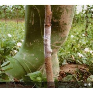 (送料無料) ニューメデール ミシン目なし 2...の詳細画像1