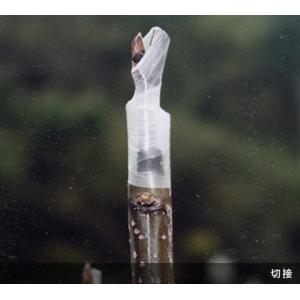 (送料無料) ニューメデール ミシン目なし 2...の詳細画像3