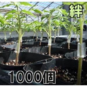 (1000個入) 接木ホルダー 絆 (きずな) ナスニックス ※15号、18号、21、24号からお選...