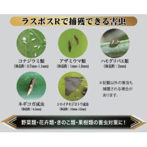 (100枚セット) ラスボスRタイプ 20枚入...の詳細画像5