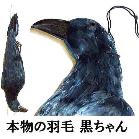 鳥追いからす カラスの黒ちゃん 身幅18cm×体長60cm 本物の羽毛使用 模造カラス 偽カラス 鳥...