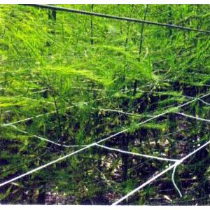 アスパラネット 15cm網目 4目 長さ100ｍ 白 アスパラガス Toba0043 ザ タッキーyahoo 店 通販 Yahoo ショッピング