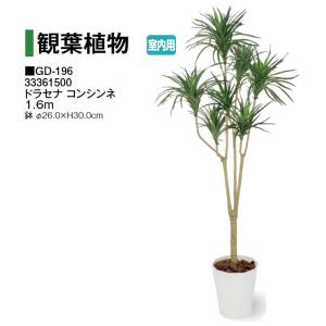 タカショー 【室内用】 人工植物 観葉植物 ドラセナ コンシンネ 1.6m (GD-196 3336...