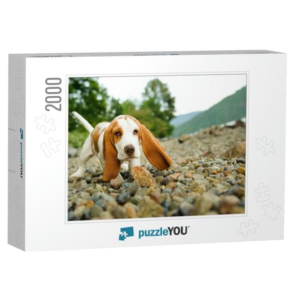 Basset Hound Puppy Dog on Rocky Beach... Jigsaw Pu...