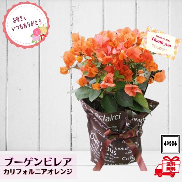 母の日 花 ギフト ブーゲンビリア カリフォルニアオレンジ 4号鉢 ハワイアン プレゼント 花鉢 ブ...