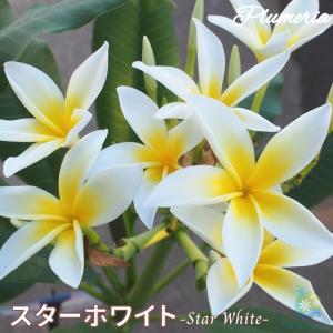 プルメリア 苗 スターホワイト 5号鉢 スタンダード品種 Jj Bfp Plumeria Starwhite Tahiti Marche タヒチマルシェ 通販 Yahoo ショッピング