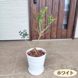 《はじめてのオリーブの木栽培セット 6号鉢》 ...の詳細画像1
