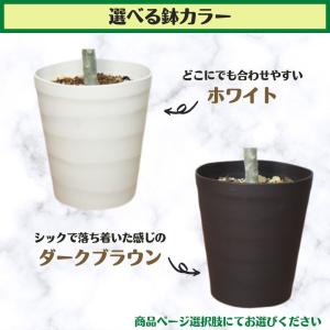 《はじめてのオリーブの木栽培セット 6号鉢》 ...の詳細画像3
