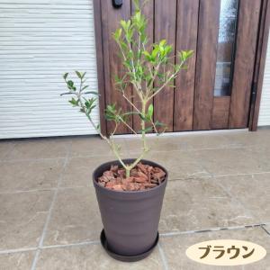 《はじめてのオリーブの木栽培セット 6号鉢》 ...の詳細画像2