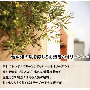 《はじめてのオリーブの木栽培セット 6号鉢》 ...の詳細画像5