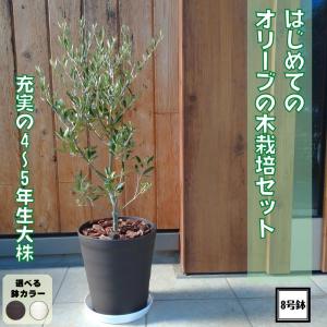 FlowerKitchen オリーブの木 品種おまかせオリーブ8号鉢 かごなし 観葉