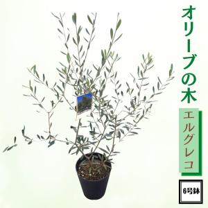 《オリーブの木 6号鉢》 オリーブ エルグレコ olive 観葉植物 新生活 新築祝い 結婚祝い 開店祝い 誕生日プレゼント 送料無料｜tahiti-marche