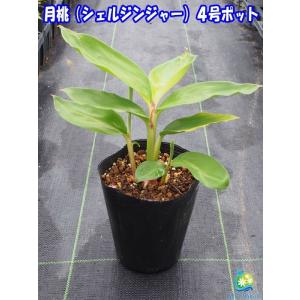 Tahiti Marche タヒチマルシェ 魅惑の香りの良い植物 熱帯植物 Yahoo ショッピング
