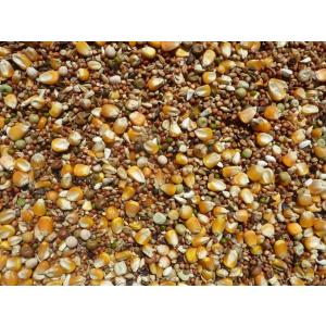 鳩の餌　大粒トウモロコシ　２５ｋｇ　鳩のご飯　ハトフード　ハトエサ　鳩フード　撒き餌　Ｄ　　大起商事（株）